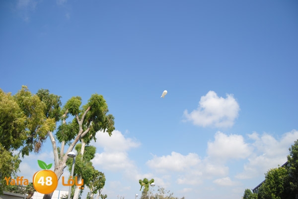 blomfeiled 803 (6).JPG